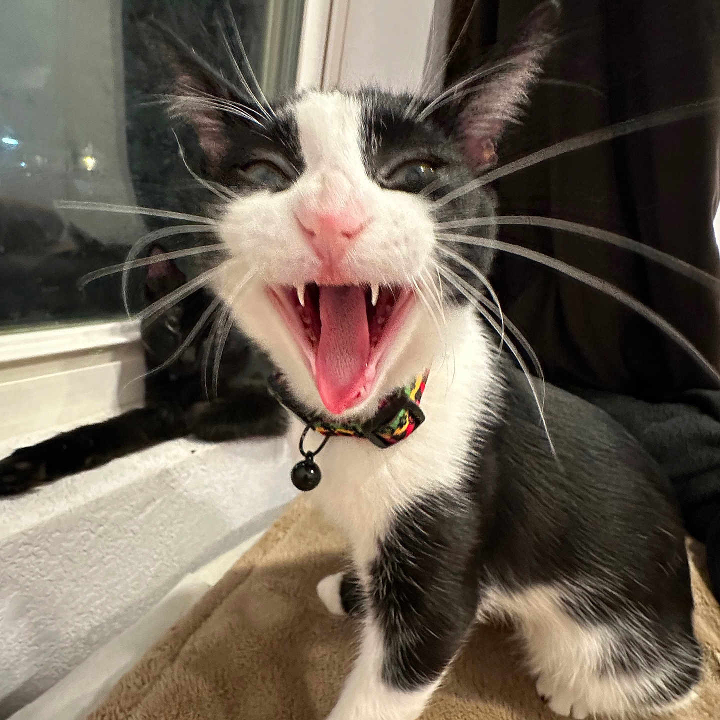 Atlas is registered to the contest to win money with this photo: animal, black_and_white, blanket, cat, close_up, collar, curtain, cute, feline, indoor, kitten, meowing, pet, playful, soft_texture, teeth, whiskers, window, yawning, young_cat