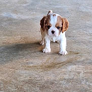 Bibble a rejoint le concours — aidez-le/la à gagner de superbes lots ! puppy, dog, small, brown_and_white, cute, animal, pet, standing, concrete_floor, young, fur, adorable, looking, front_view, outdoor, solo, innocent, curious, young_animal, canine