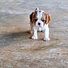 puppy, dog, small, brown_and_white, cute, animal, pet, standing, concrete_floor, young, fur, adorable, looking, front_view, outdoor, solo, innocent, curious, young_animal, canine