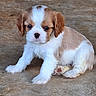Bibble a rejoint le concours — aidez-le/la à gagner de superbes lots ! puppy, dog, young, cute, brown_and_white, fur, pet, sitting, floor, animal, adorable, small, young_animal, looking, eyes, paws, canine, domestic_animal, companion, portrait