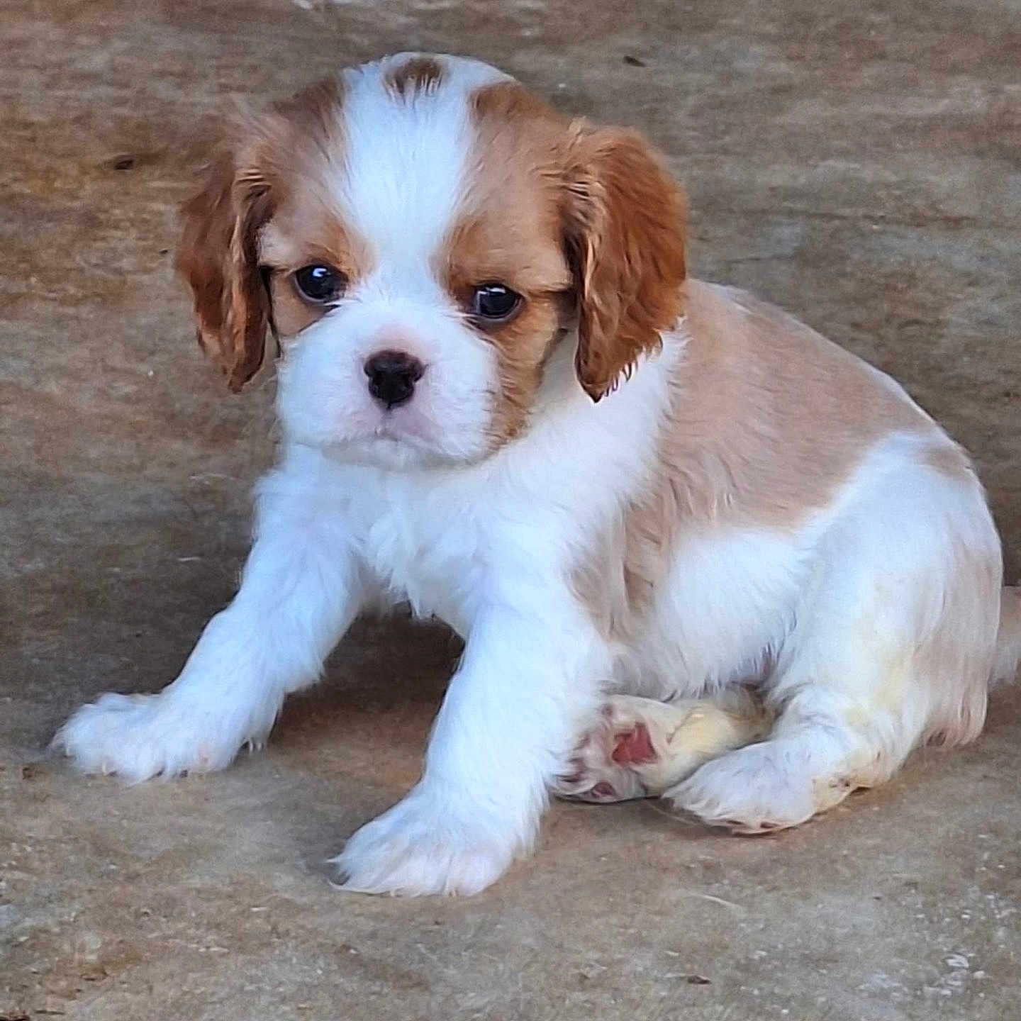 Bibble a rejoint le concours — aidez-le/la à gagner de superbes lots ! puppy, dog, young, cute, brown_and_white, fur, pet, sitting, floor, animal, adorable, small, young_animal, looking, eyes, paws, canine, domestic_animal, companion, portrait