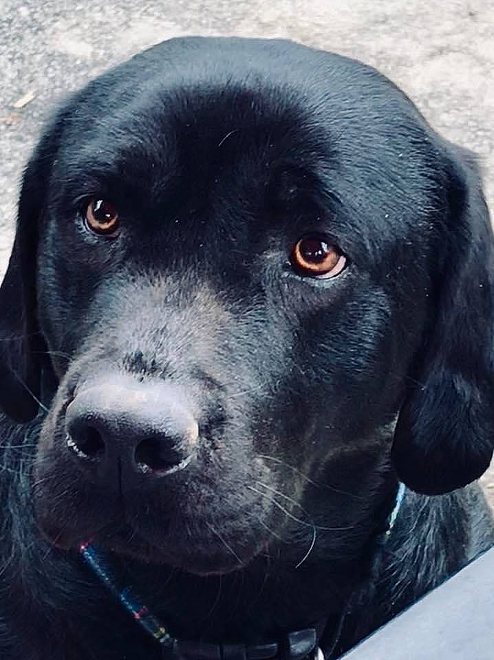 Caspian is registered to the contest to win money with this photo: borador, canidae, carnivore, collar, companion_dog, dog, dog_breed, dog_collar, electric_blue, eye, fur, gun_dog, hunting_dog, pet_supply, snout, sporting_group, whiskers, working_animal