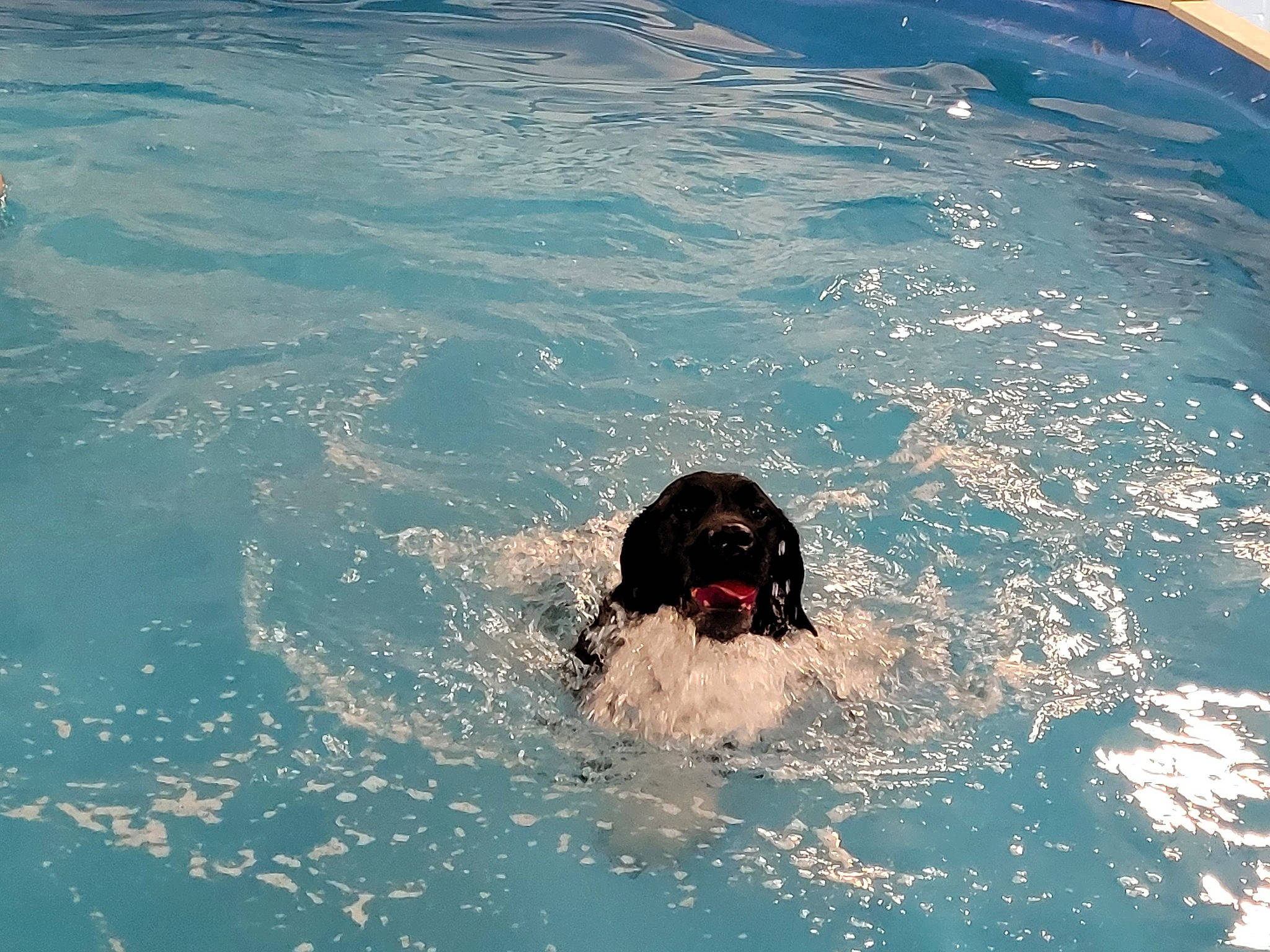 Caspian joined the competition — help win amazing prizes! canidae, carnivore, companion_dog, dog, dog_breed, fluid, fun, gun_dog, lake, leisure, liquid, mammal, ocean, personal_protective_equipment, recreation, sporting_group, watch, water, wave, wind_wave