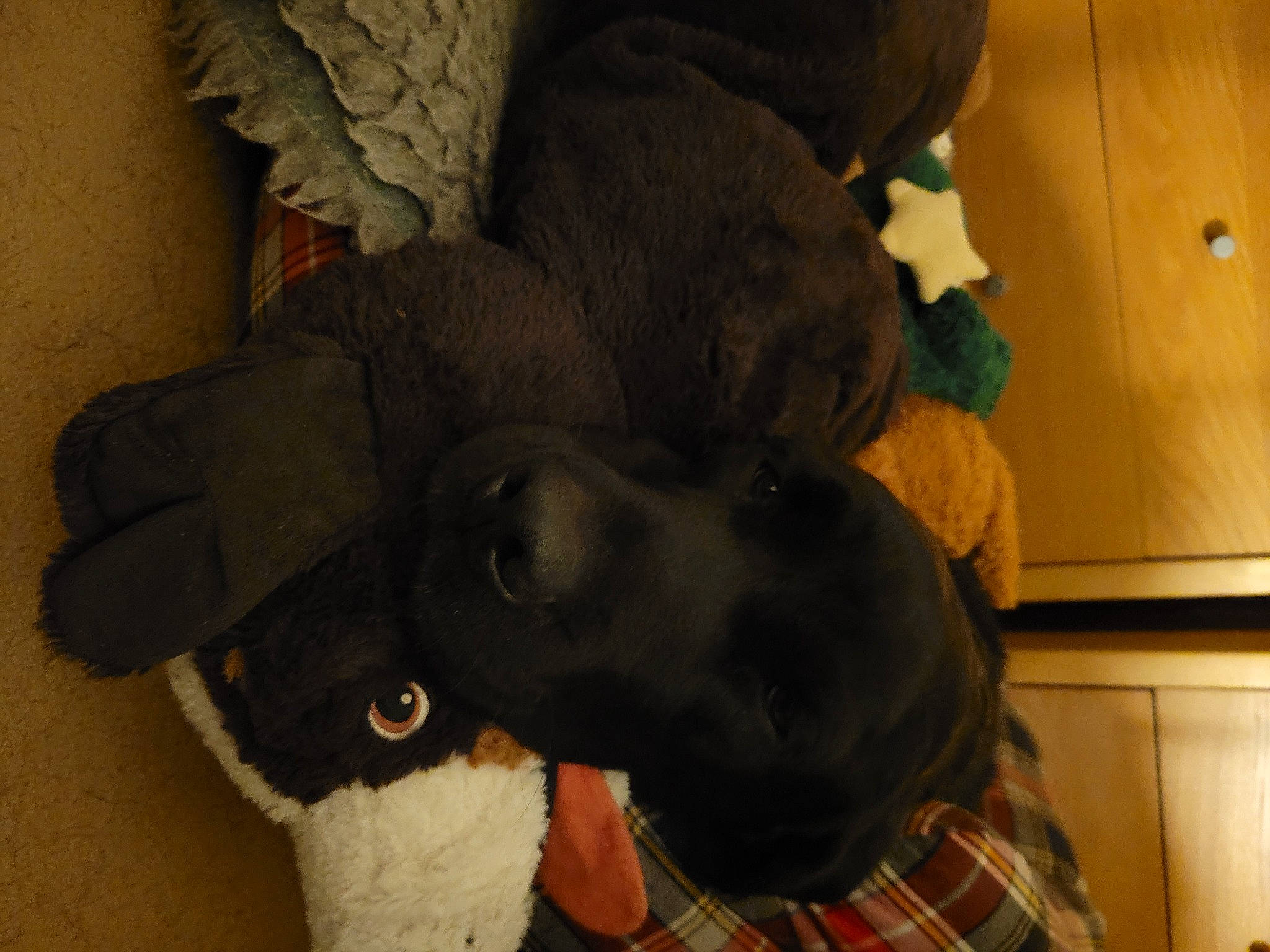 Caspian joined the competition — help win amazing prizes! canidae, comfort, companion_dog, dog_breed, ear, felidae, fur, gesture, pattern, plaid, plush, room, sleeve, stuffed_toy, tail, tartan, toy, wool, working_animal