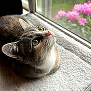 Sophie is registered to the contest to win money with this photo: cat, tabby_cat, pet, animal, indoor, window, blanket, green_eyes, whiskers, fur, pink_flowers, nature, cozy, curious, looking_up, domestic_cat, soft_light, resting, close_up, daylight