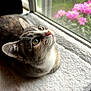 cat, tabby_cat, pet, animal, indoor, window, blanket, green_eyes, whiskers, fur, pink_flowers, nature, cozy, curious, looking_up, domestic_cat, soft_light, resting, close_up, daylight
