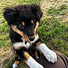 Nova participe au concours pour gagner de l'argent avec cette photo : adorable, animal, black_fur, brown_fur, close_up, collar, cute, dog, ears, fur, grass, leg, nose, outdoor, person, pet, playful, puppy, white_paws, young