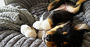 Nova participe au concours pour gagner de l'argent avec cette photo : adorable, animal, black_and_tan, comfortable, cozy, cute, dog, fur, gray, indoor, looking_at_camera, lying_down, paw, pet_bed, playful, plush, puppy, relaxed, soft_texture, young_dog
