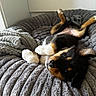 adorable, animal, black_and_tan, comfortable, cozy, cute, dog, fur, gray, indoor, looking_at_camera, lying_down, paw, pet_bed, playful, plush, puppy, relaxed, soft_texture, young_dog