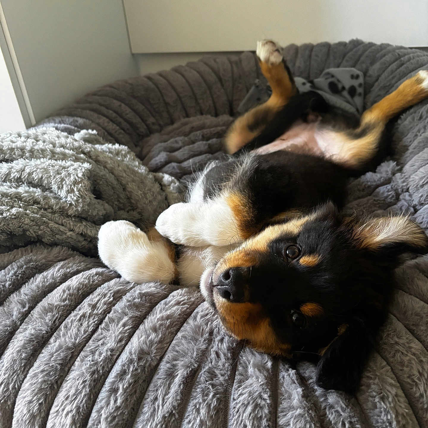 Nova
