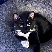 Boots is registered to the contest to win money with this photo: cat, tuxedo_cat, feline, pet, whiskers, yellow_eyes, round_bed, cozy, indoor, portrait, close_up, black_and_white, paw, ears, fur, curious, resting, looking_up, soft_texture, gaze