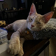 Dune joined the competition — help win amazing prizes! animal, bell, carpet, cat, closeup, collar, cozy, domestic, feline, fur, home, indoor, orange_tabby, paw, pet, relaxed, resting, sleepy, table, whiskers