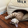 Dune is registered to the contest to win money with this photo: cat, cat_bed, collar, cozy, cute, feline, fur, home, indoor, orange_tabby, pet, plush, relaxed, sleeping, stretching, toy_mouse, upside_down, wall, whiskers, wooden_floor