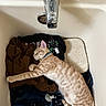 Dune joined the competition — help win amazing prizes! bathtub, blanket, cat, clothes, collar, cozy, domestic, faucet, fur, indoor, orange_tabby, paw, pet, quiet, relaxed, resting, sleep, sleeping, striped, whiskers