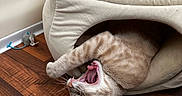 Dune joined the competition — help win amazing prizes! animal, beige, cat, cozy, cute, feline, fur, home, indoor, mouth_open, pet, pet_bed, playful, relaxed, sleepy, stretching, toy_mouse, whiskers, wooden_floor, yawning