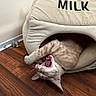 animal, beige, cat, cozy, cute, feline, fur, home, indoor, mouth_open, pet, pet_bed, playful, relaxed, sleepy, stretching, toy_mouse, whiskers, wooden_floor, yawning