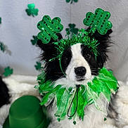 Olive joined the competition — help win amazing prizes! dog, border_collie, black_and_white, st_patricks_day, shamrock, costume, headband, green_ruffle, top_hat, festive, pet_portrait, furry, ears, eyes, blanket, backdrop, decorations, holiday, cute, studio_photo