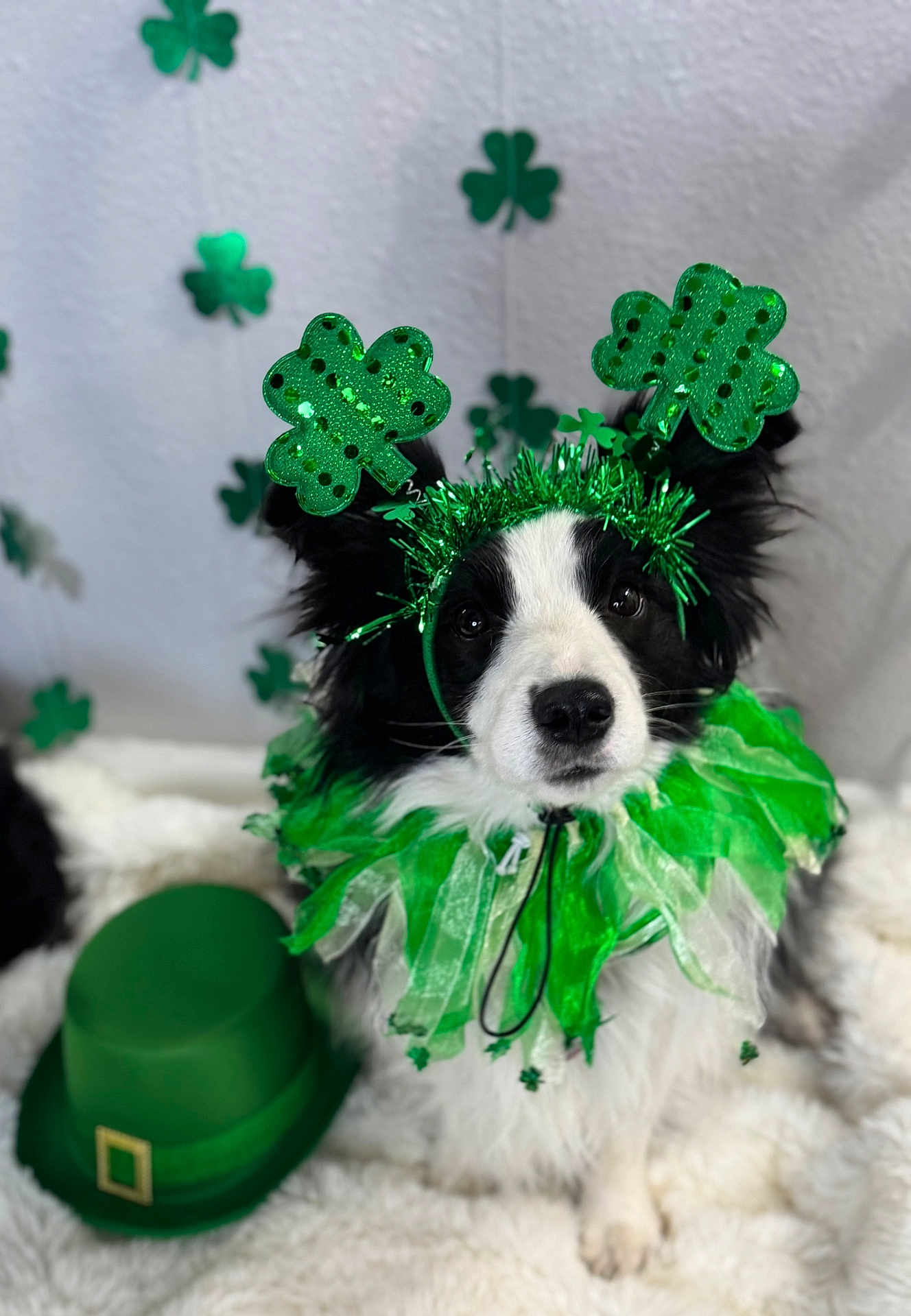 Olive joined the competition — help win amazing prizes! dog, border_collie, black_and_white, st_patricks_day, shamrock, costume, headband, green_ruffle, top_hat, festive, pet_portrait, furry, ears, eyes, blanket, backdrop, decorations, holiday, cute, studio_photo