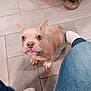 animal, brown_dog, canine, close_up, curious, cute, dog, domestic_animal, floor, home, indoor, jeans, legs, looking_up, pet, puppy, small_dog, socks, wood_floor, young_dog