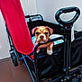 Keeway is registered to the contest to win money with this photo: puppy, dog, pet, wagon, indoor, floor, black, red, handle, paws, cute, animal, young_dog, looking, resting, curious, toy, home, wheel, canine