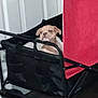 animal, black, canine, curious, dog, door, floor, four_wheels, handle, house, indoor, light_brown, looking, pet, pet_cart, puppy, red, resting, small_dog, wagon