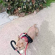 Keeway is registered to the contest to win money with this photo: dog, puppy, leash, sidewalk, grass, hedge, outdoor, pet, animal, walking, brown_dog, canine, playful, daytime, small_dog, shadow, nature, leash_handle, pavement, young_dog