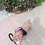 dog, puppy, leash, sidewalk, grass, hedge, outdoor, pet, animal, walking, brown_dog, canine, playful, daytime, small_dog, shadow, nature, leash_handle, pavement, young_dog