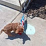 Keeway joined the competition — help win amazing prizes! puppy, dog, toy, concrete, sidewalk, steps, metal_gate, shadow, outdoor, sunlight, grass, play, leash, brown_dog, pet, canine, daylight, curious, small_dog, young_dog