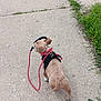dog, puppy, leash, harness, sidewalk, grass, greenery, outdoor, concrete, walk, pet, animal, small_dog, collar, nature, grass_patch, weed, walking, daytime, playful