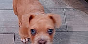 Keeway joined the competition — help win amazing prizes! puppy, dog, brown, floor, tile, indoor, pet, animal, cute, blur, furniture, mirror, small, canine, young, domestic, companion, curious, indoor_lighting, quadruped
