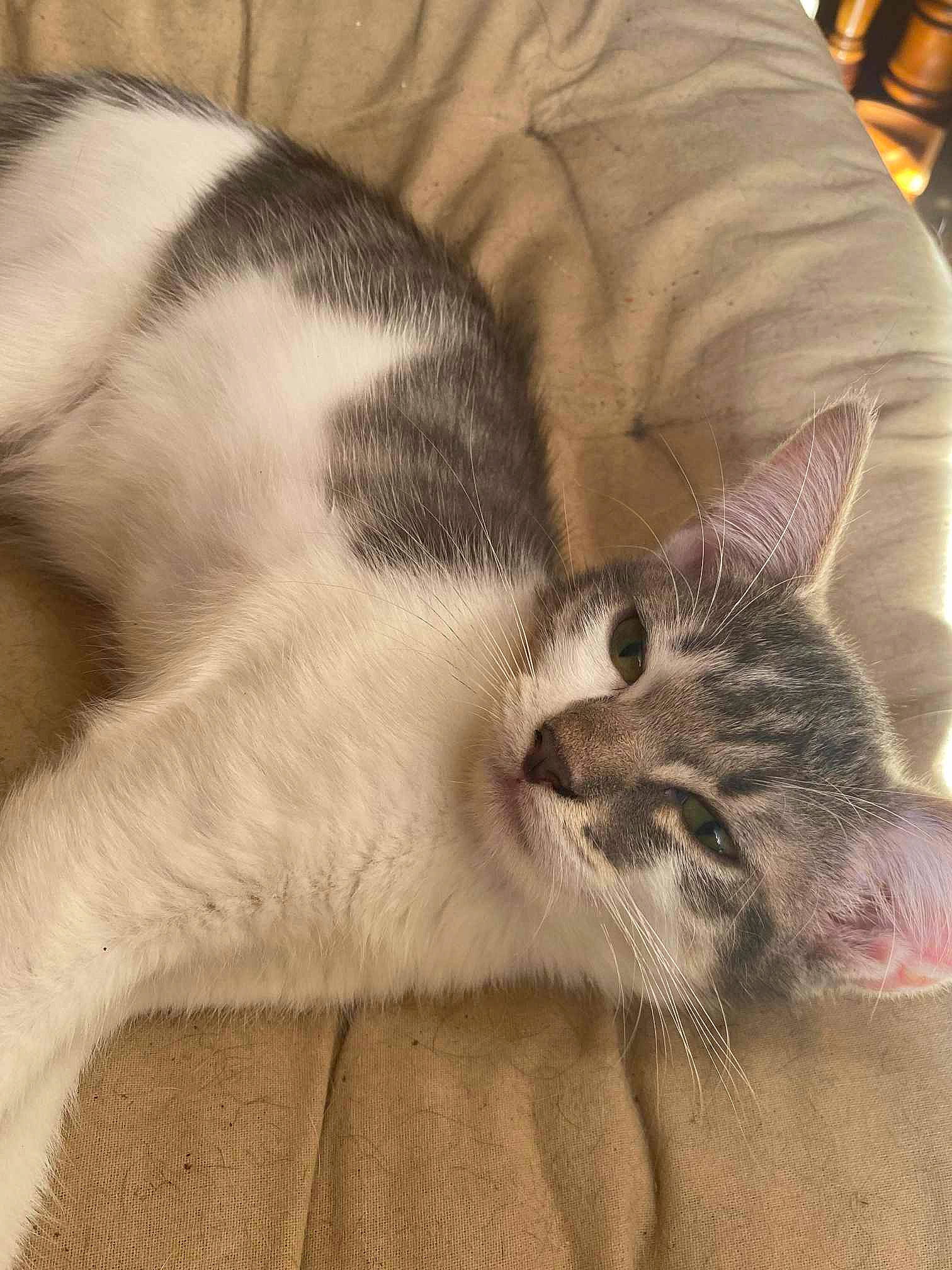 Delta a rejoint le concours — aidez-le/la à gagner de superbes lots ! carnivore, cat, claw, comfort, domestic_short_haired_cat, felidae, fur, nap, paw, sleep, small_to_medium_sized_cats, snout, tail, whiskers