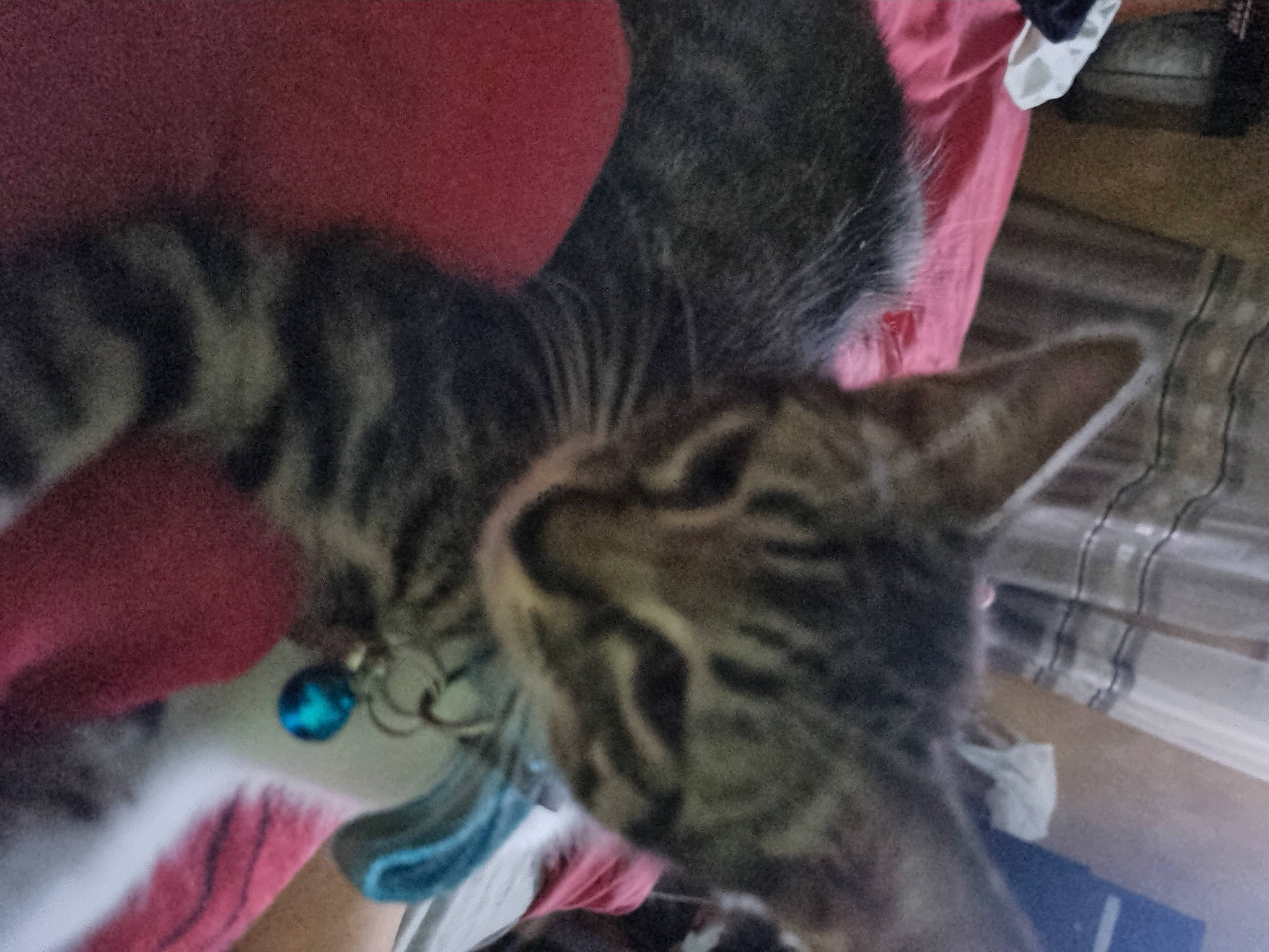 Pépite participe au concours pour gagner de l'argent avec cette photo : carnivore, cat, claw, comfort, domestic_short_haired_cat, ear, felidae, foot, fur, human_leg, nap, paw, sitting, sleep, small_to_medium_sized_cats, snout, tail, terrestrial_animal, whiskers, wildlife