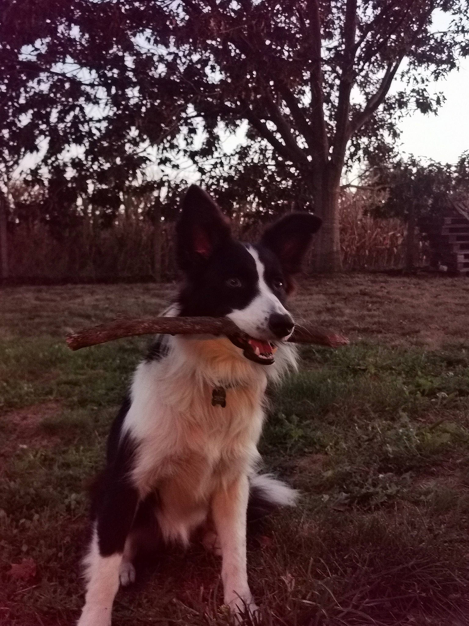 Spritz a rejoint le concours — aidez-le/la à gagner de superbes lots ! border_collie, canidae, carnivore, collar, companion_dog, dog, dog_breed, dog_collar, grass, herding_dog, landscape, plant, recreation, sky, soil, sporting_group, tail, tree, working_animal, working_dog
