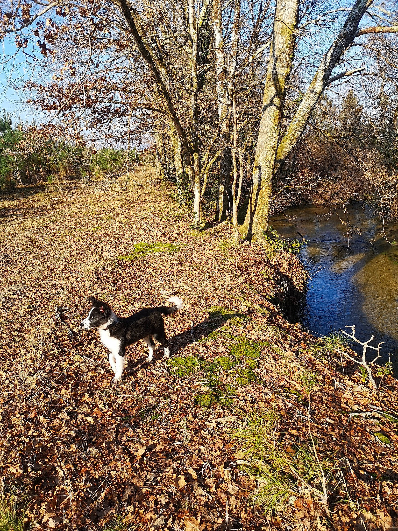 Spritz a rejoint le concours — aidez-le/la à gagner de superbes lots ! carnivore, deciduous, dog, dog_breed, grass, leaf, natural_landscape, plant, plant_community, shrub, sunlight, tail, tints_and_shades, tree, trunk, twig, vegetation, water, wood, woody_plant