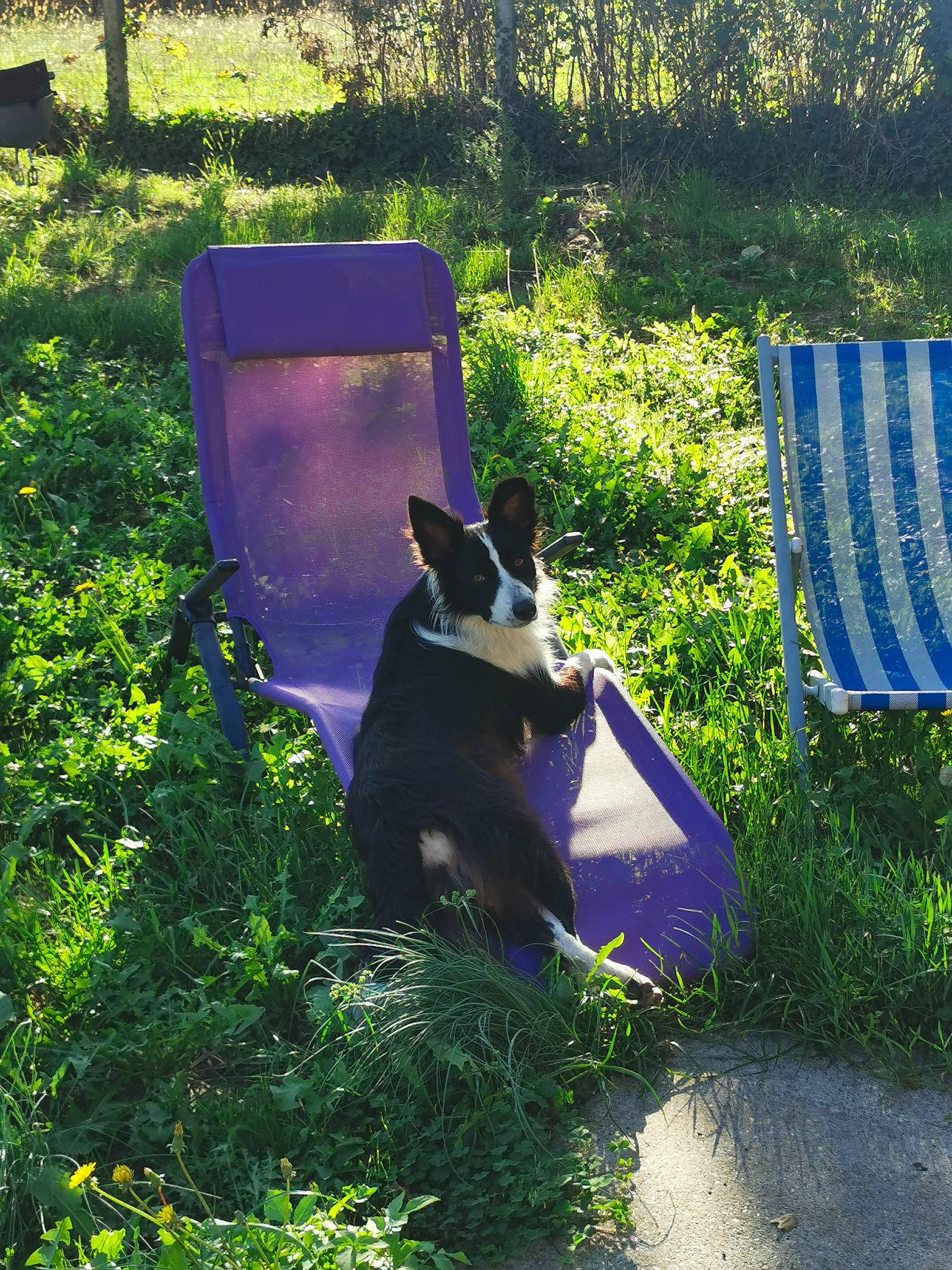 Spritz participe au concours pour gagner de l'argent avec cette photo : blue, canidae, carnivore, companion_dog, dog, dog_breed, electric_blue, grass, green, landscape, lawn, leisure, plant, shade, shrub, sporting_group, tail, tints_and_shades, tree, working_animal