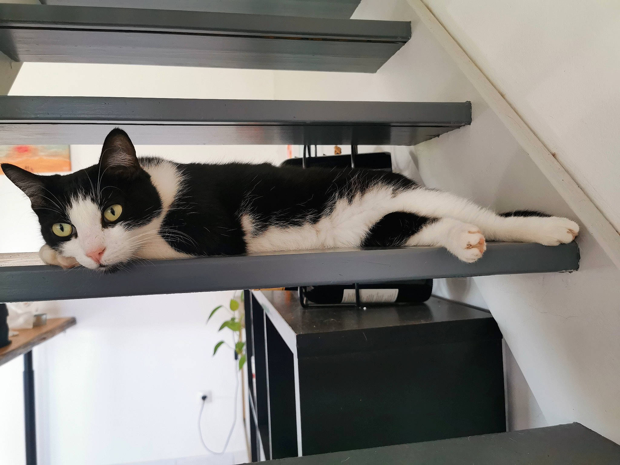 Ruby a rejoint le concours — aidez-le/la à gagner de superbes lots ! carnivore, cat, comfort, domestic_short_haired_cat, felidae, flat_panel_display, fur, peripheral, room, shelving, small_to_medium_sized_cats, table, tail, whiskers