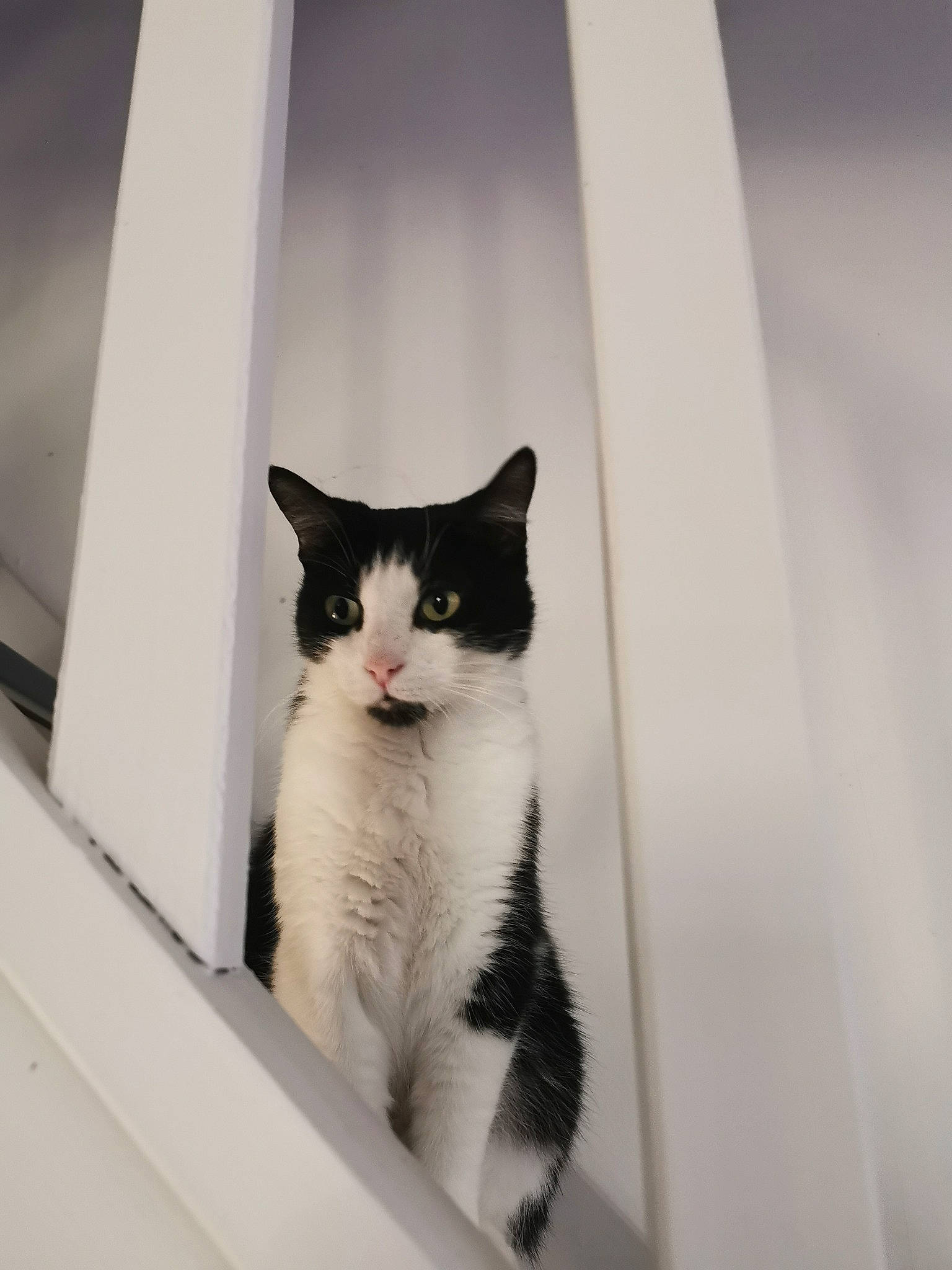 Ruby participe au concours pour gagner de l'argent avec cette photo : cardboard, carnivore, cat, domestic_short_haired_cat, eye, felidae, fur, monochrome, monochrome_photography, paw, room, small_to_medium_sized_cats, snout, tail, tree, whiskers, window, wood
