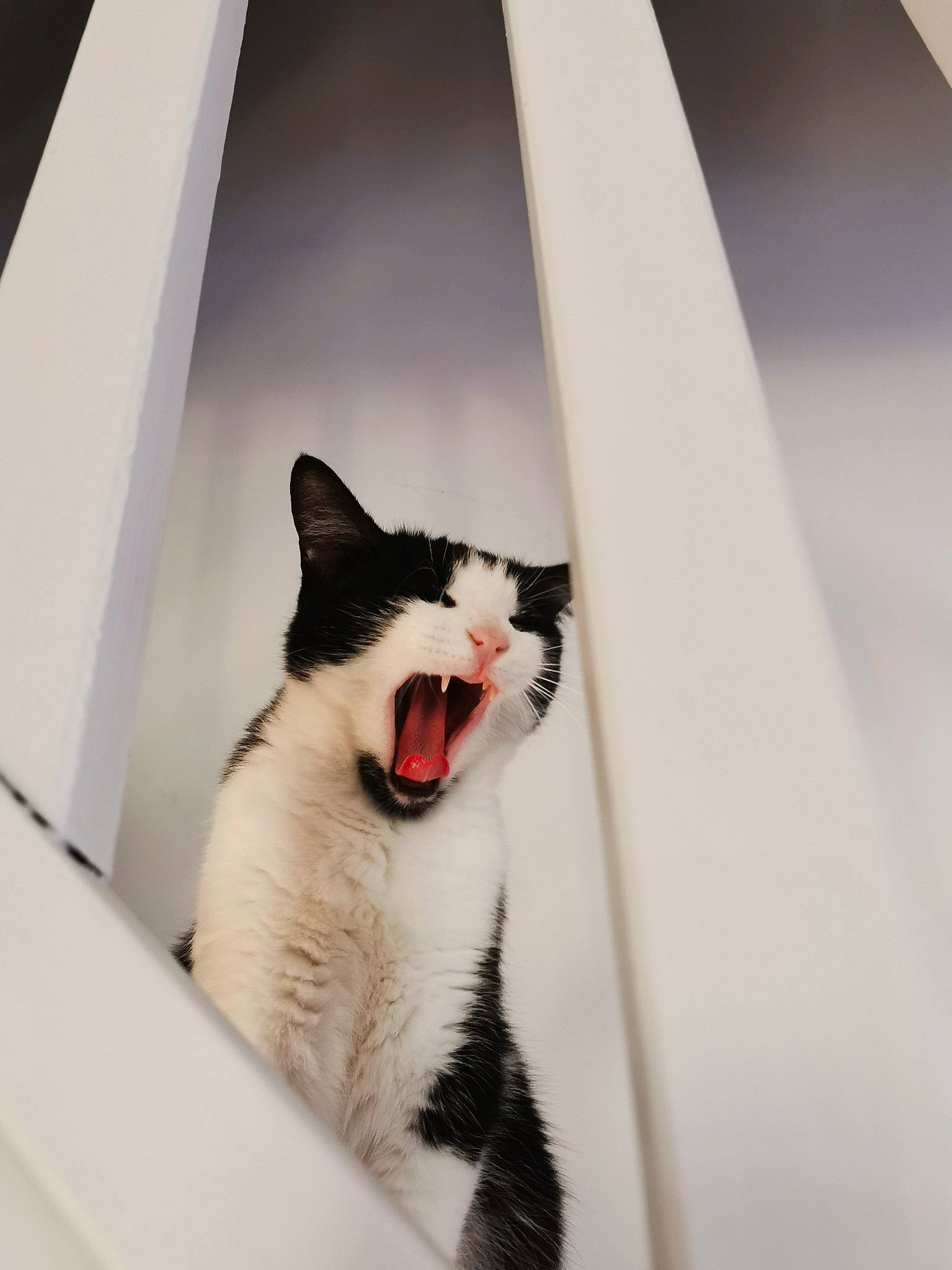 Ruby participe au concours pour gagner de l'argent avec cette photo : automotive_tire, carnivore, cat, collar, domestic_short_haired_cat, fang, felidae, formal_wear, fur, head, monochrome_photography, paw, small_to_medium_sized_cats, snout, tail, whiskers, window, winter, yawn