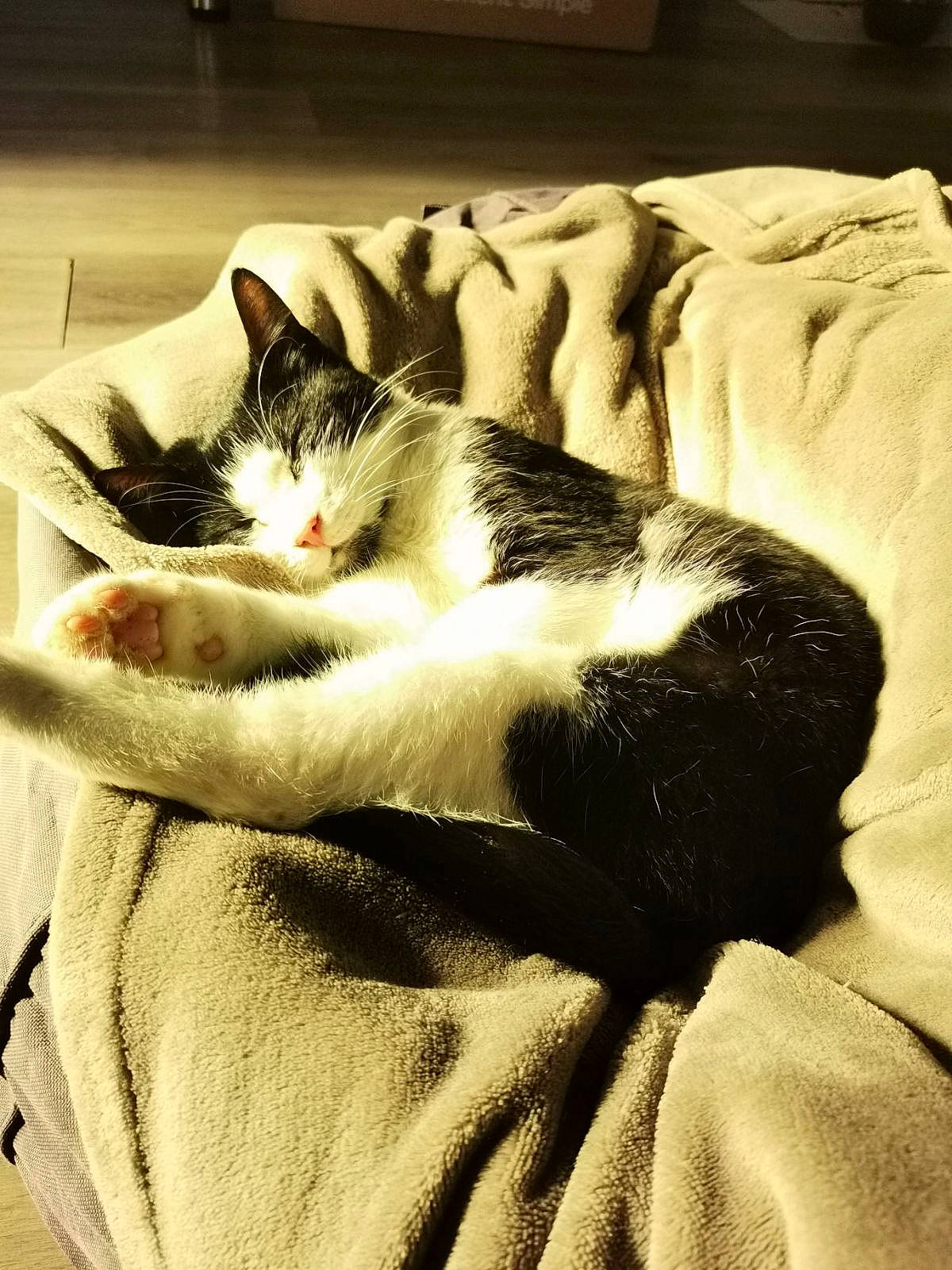 Ruby participe au concours pour gagner de l'argent avec cette photo : bedding, carnivore, cat, comfort, domestic_short_haired_cat, felidae, fur, grey, linens, nap, paw, room, sitting, small_to_medium_sized_cats, snout, tail, textile, tints_and_shades, whiskers, wood