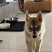 Odin participe au concours pour gagner de l'argent avec cette photo : puppy, dog, husky, indoor, floor, tile, pet_bowl, black_bowl, white_bowl, play_tunnel, curious, walking, young_dog, canine, domestic_animal, pet, household, floor_tile, light, shadow