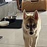puppy, dog, husky, indoor, floor, tile, pet_bowl, black_bowl, white_bowl, play_tunnel, curious, walking, young_dog, canine, domestic_animal, pet, household, floor_tile, light, shadow