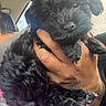 puppy, dog, black_dog, pet, hand, person, car_interior, window, tattoo, cute, fur, curly_fur, close_up, animal, companion, portrait, holding, small_dog, indoors, natural_light