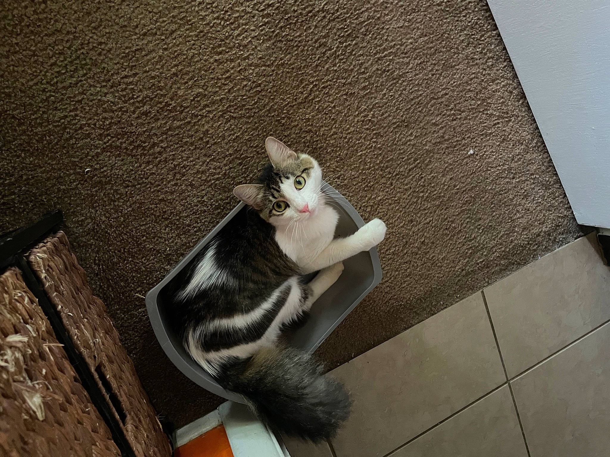 Jessi joined the competition — help win amazing prizes! canidae, carnivore, cat, claw, concrete, domestic_short_haired_cat, felidae, flooring, foot, fur, grey, human_leg, paw, sitting, small_to_medium_sized_cats, snout, tail, wall, whiskers, wood