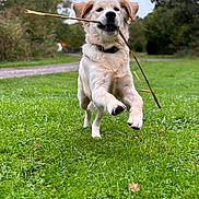 Patmol a rejoint le concours — aidez-le/la à gagner de superbes lots ! dog, golden_retriever, puppy, grass, stick, running, outdoor, nature, playful, pet, animal, greenery, leaping, canine, collar, daylight, path, trees, happy, fur