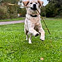 dog, golden_retriever, puppy, grass, stick, running, outdoor, nature, playful, pet, animal, greenery, leaping, canine, collar, daylight, path, trees, happy, fur