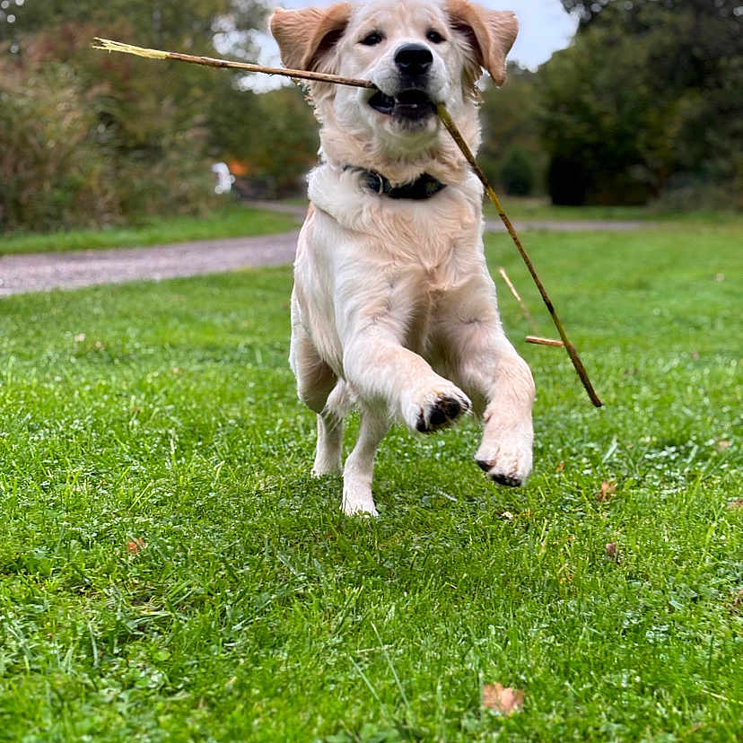 Patmol a rejoint le concours — aidez-le/la à gagner de superbes lots ! animal, canine, collar, daylight, dog, fur, golden_retriever, grass, greenery, happy, leaping, nature, outdoor, path, pet, playful, puppy, running, stick, trees