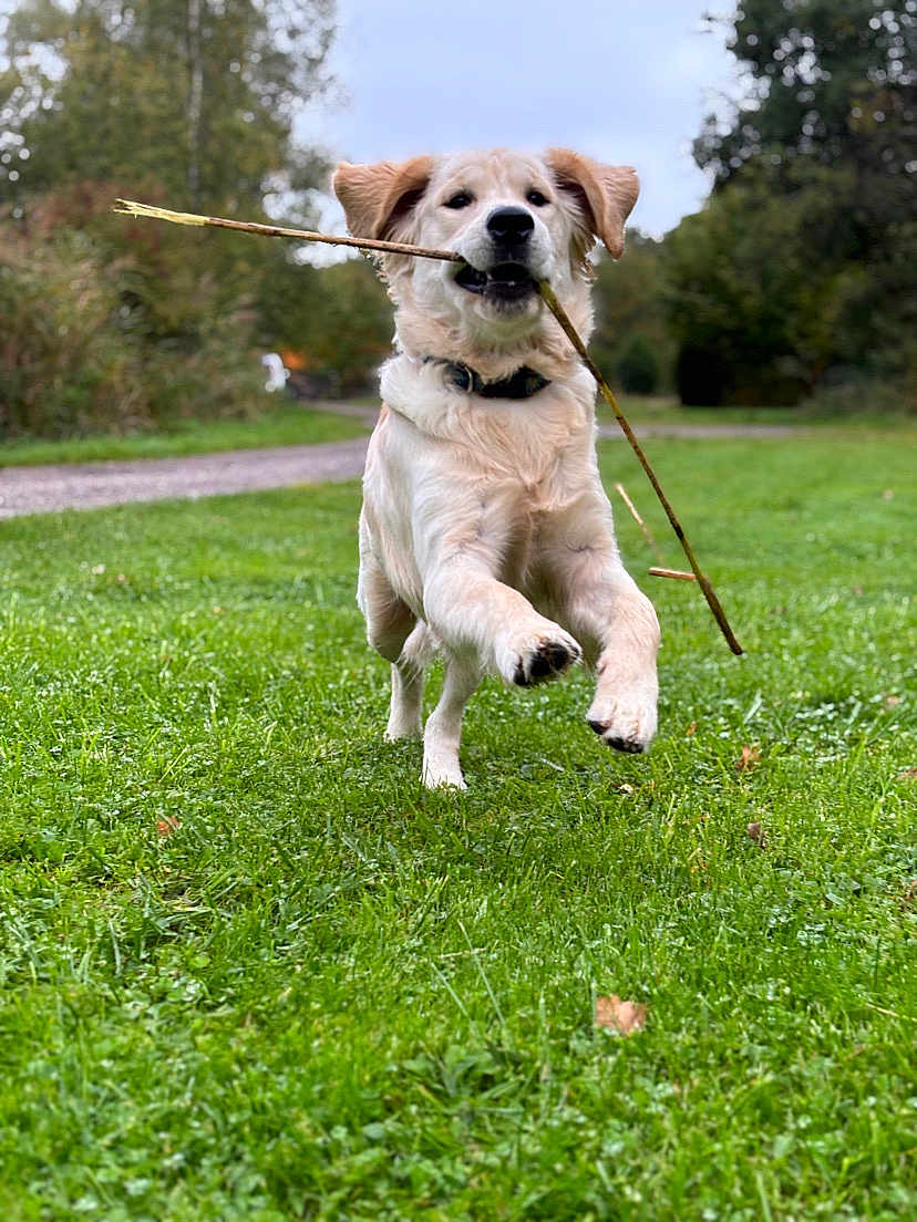 Patmol a rejoint le concours — aidez-le/la à gagner de superbes lots ! dog, golden_retriever, puppy, grass, stick, running, outdoor, nature, playful, pet, animal, greenery, leaping, canine, collar, daylight, path, trees, happy, fur
