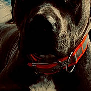 Cynthia is registered to the contest to win money with this photo: dog, indoor, collar, fabric, shadow, pet, animal, closeup, black_dog, white_markings, phone_lock_screen, digital_clock, date, red_collar, resting, canine, portrait, domestic_animal, furniture, background