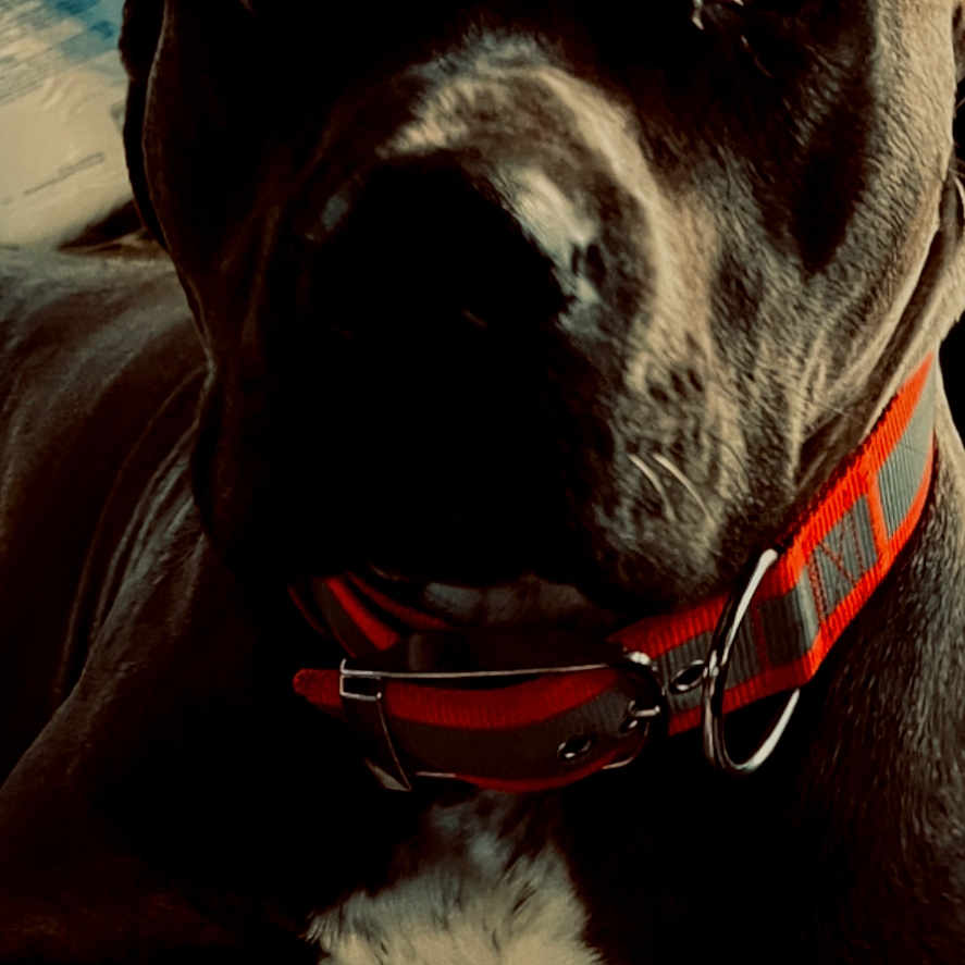 Cynthia is registered to the contest to win money with this photo: dog, indoor, collar, fabric, shadow, pet, animal, closeup, black_dog, white_markings, phone_lock_screen, digital_clock, date, red_collar, resting, canine, portrait, domestic_animal, furniture, background