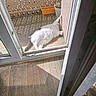 animal, balcony, cat, cozy, door, floor, fur, gray, home, open_door, outdoor, pet, plant_pot, polka_dot, relaxed, shadow, stretching, sunlight, white, wooden_floor